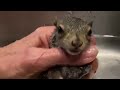 Bath Time Drama Baby Orphan Squirrel ️ ️