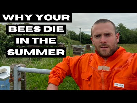 Summer Losses, biggest reason why your bees die over the summer