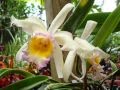 музыка для релаксации красивая музыка и цветы орхидеи 