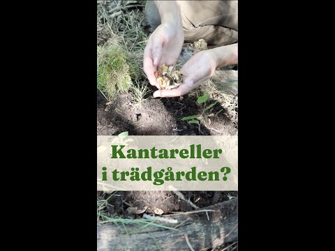 Chanterelles in the Garden - GardenHacks by GardenR