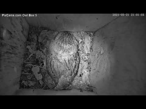 Male screech owl called for female to see nest box