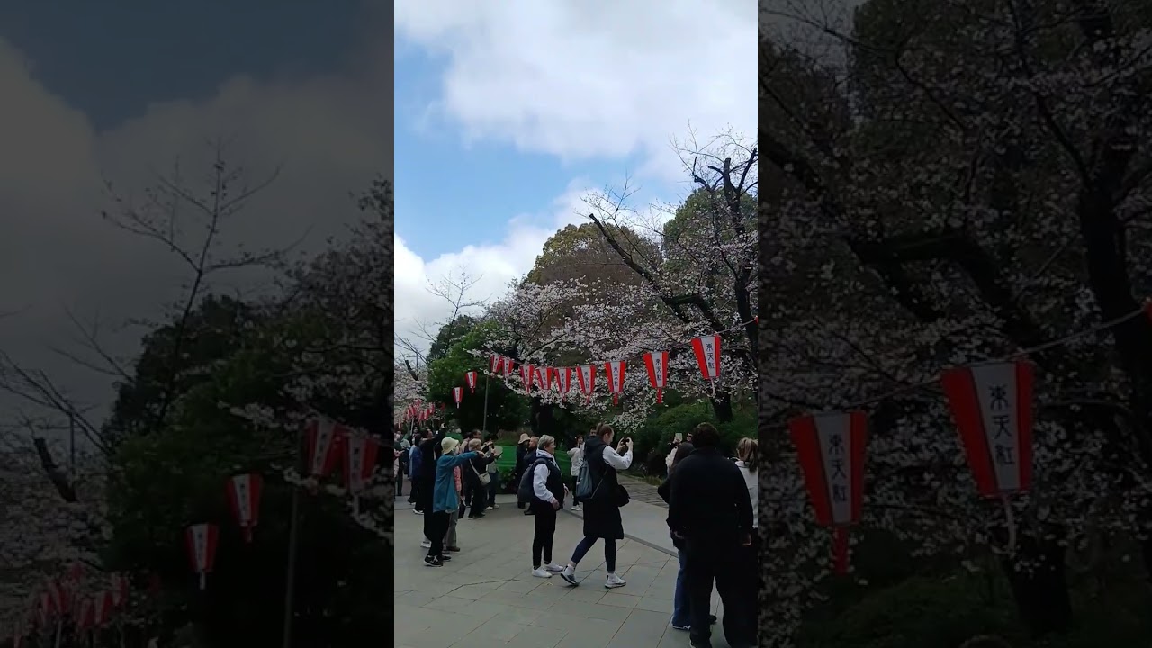 Las sakuras en plenitud en Ueno