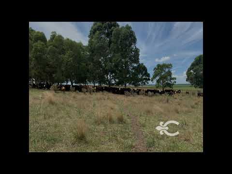 Video de YouTube - Campo en Rocha ref. 8618