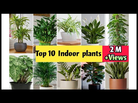 , title : 'Best Indoor Plants India | Best Indoor Plants for Clean Air | Top 10 Indoor plants in India