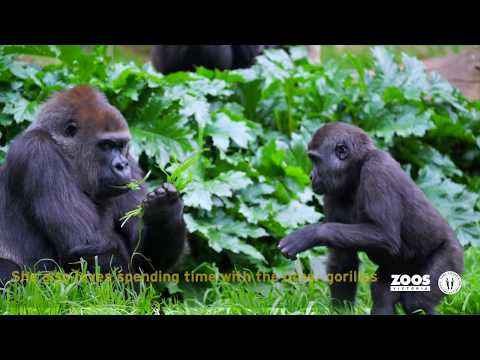 Melbourne Zoo