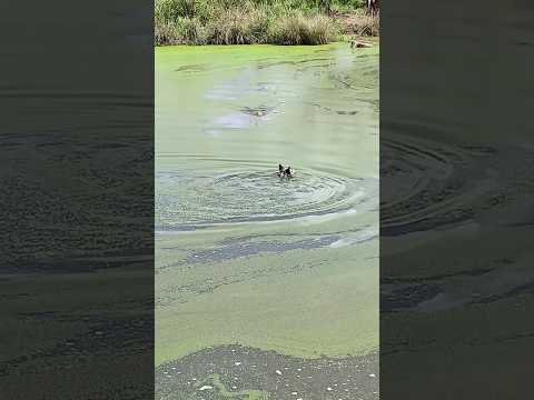 O Jacaré vai comer o Peludo 🐊😅