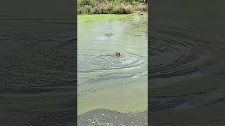 O Jacaré vai comer o Peludo 🐊😅