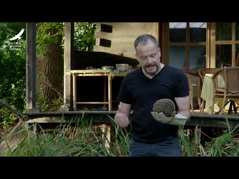 Jans Tierleben: Folge 16 – Igel