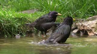 Oiseaux chanteurs et imitateurs