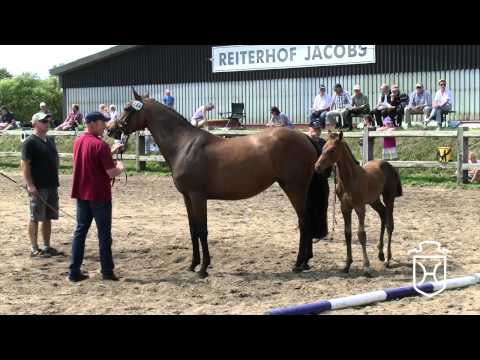 Stutfohlen von Uriko - Corrado - Heraldik