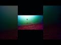 Video Thumbnail for Amazing  underwater  footage, School  of Perch pass by #underwater #fish #shorts