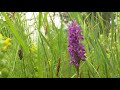 'Kwart meer orchideeën geteld'