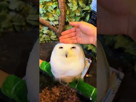 Why Snowy Owls Are The Cutest Birds on Earth #SnowyOwl #CuteOwl #FunnyAnimals #Birds #AnimalLovers