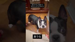 宝くじボストンテリアだった!当たるかな?