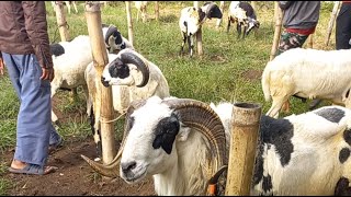 Download lagu AHUSEN 68 DOMBA CHANNEL live di pasar domba Batujajar (151225) mp3 Download lagu AHUSEN 68 DOMBA CHANNEL live di pasar domba Batujajar (151225) mp3