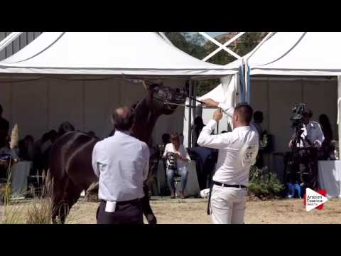 N.85 LAKABE EL CHANDRA - Bergamo 2015 - Stallions 4-7 years old (Class 9B)