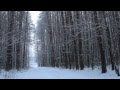 Снегопад в лесу 