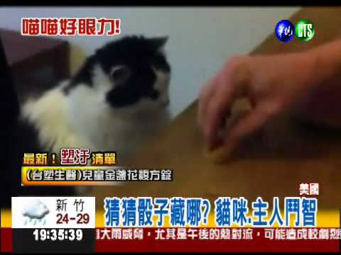 猜猜骰子藏哪? 貓咪眼力精準