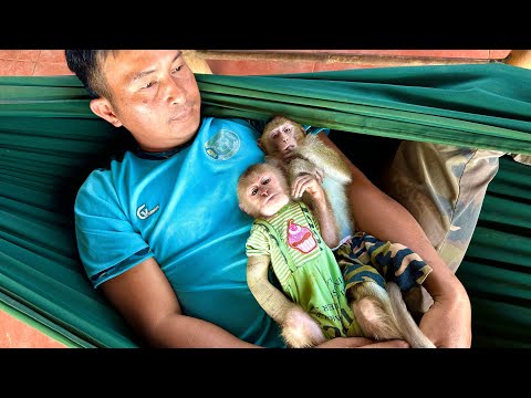 Sơn and the monkey BiBi & BR wish everyone a peaceful and lucky start to the week.