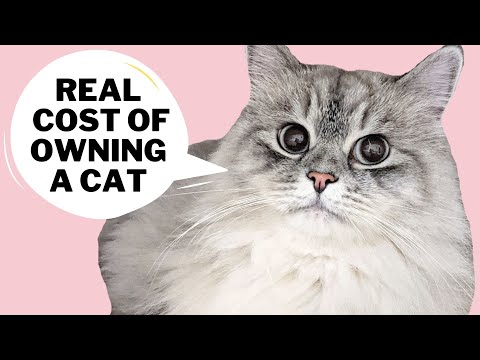 How Much Does It Cost To Own A Cat In 2022 | watch this before you decide to get a cat
