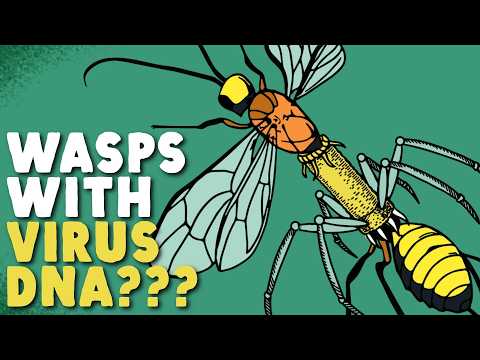 These Parasitic Wasps Are Part Virus
