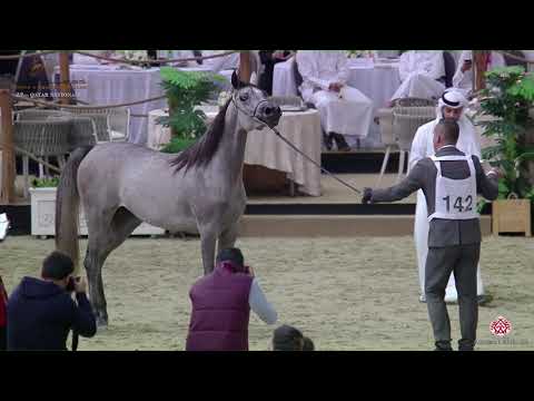 N.142 JAMAYEL AL SHAQAB - 22nd Qatar National 2019 - Yearling Fillies (Class 3C)