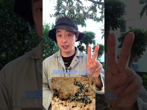 アリを苗木から遠ざけるにはどうすればよいですか？彼らが自然に撃退するための、彼らが最も嫌がる5つの製品をご紹介します。  庭園