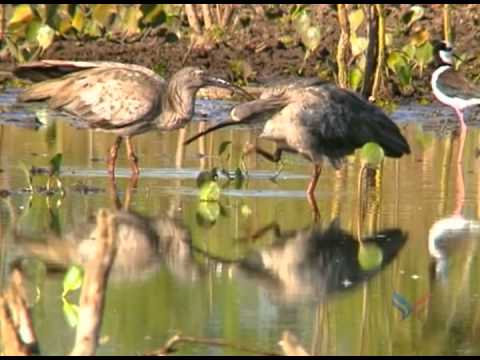 Pastoral - Marcus Viana