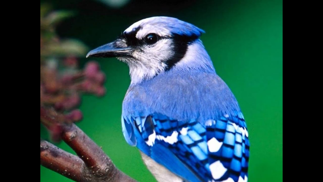 Chehre Padh Leta Hai Jaanam Tu Kitaabo Ki Tarah Lyrics | Brahma | Udit Narayan, Alka Yagnik | Bappi Lahiri