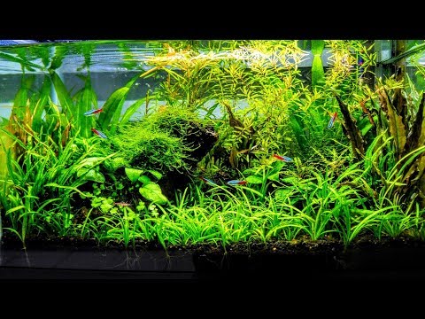 How To Aquascape A Low Tech Planted Aquarium part 3