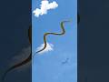 Flying Snakes Carnivorous Hunters Of The Treetops Snake Animals