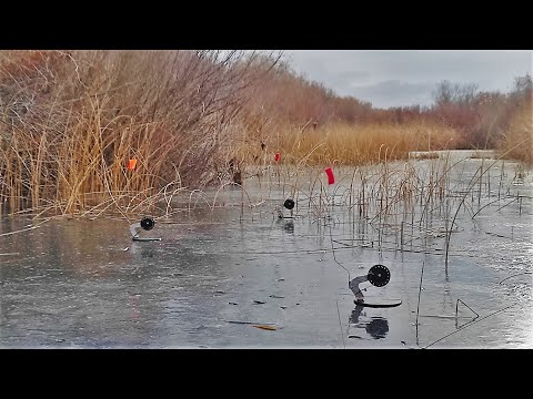 Фото ОСТАВИЛИ ЖЕРЛИЦЫ БЕЗ ПРИСМОТРА! НАЧАЛИ ПРОВЕРЯТЬ И АКУЕЛИ))! Рыбалка на жерлицы 2021-2022!