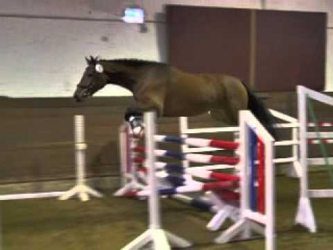 3jährige Holsteiner Stute von Lantino