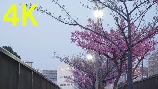4K Japan Cherry Blossoms Kawazu Sakura Festival Tokyo Fukagawa 木場公園 河津桜 2019