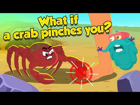 What Happens If a Crab Pinches You? 🦀 How Strong Is Crabs Claw? | How to Survive | Dr. Binocs Show