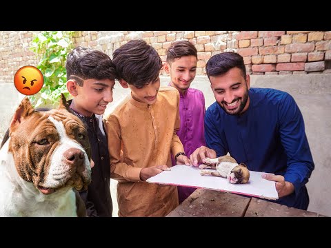 BULLY DOG Gift Mil Gea😱