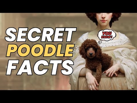 7 Things You Didn't Know About Poodles