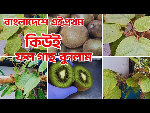 🥝 কিউই ফল গাছ রোপণ করে,যেই বিপদে পড়লাম 😥 First time I planted a kiwi fruit tree in Bangladesh.