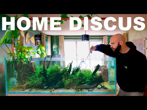 Building A Home Discus Aquarium (EP3)