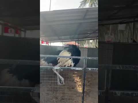 ostrich dancing