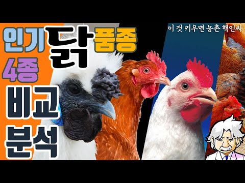, title : '인기 닭 4종 비교분석! (닭 품종계의 아이폰은?)'