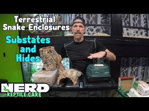 YouTube reptile video