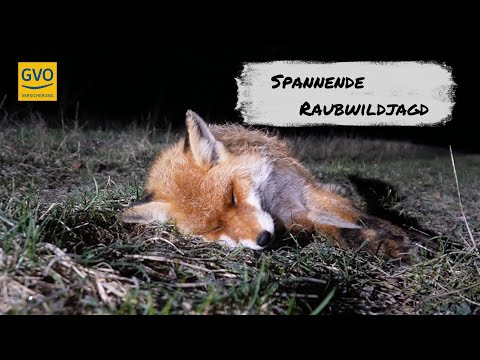 Spannende Lockjagd auf Raubwild - Faszinierende Aufnahmen von Sau und Fuchs!