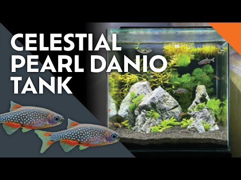 Celestial Pearl Danio Simple Nano Tank Setup