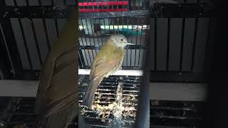 Download lagu burung cucak bayem masteran #@ mp3