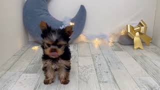 ヨークシャーテリアの動画01