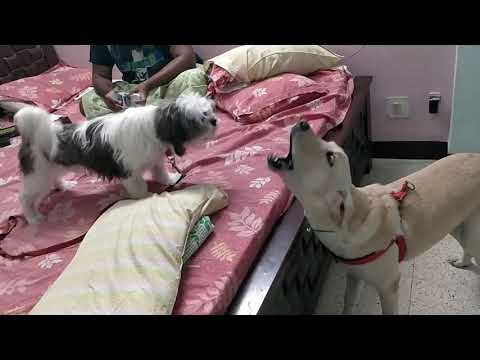 Labrador vs shit Tzu (Anbu vs Bruno)😂 yaar perusunu kolachu katunga da🤣