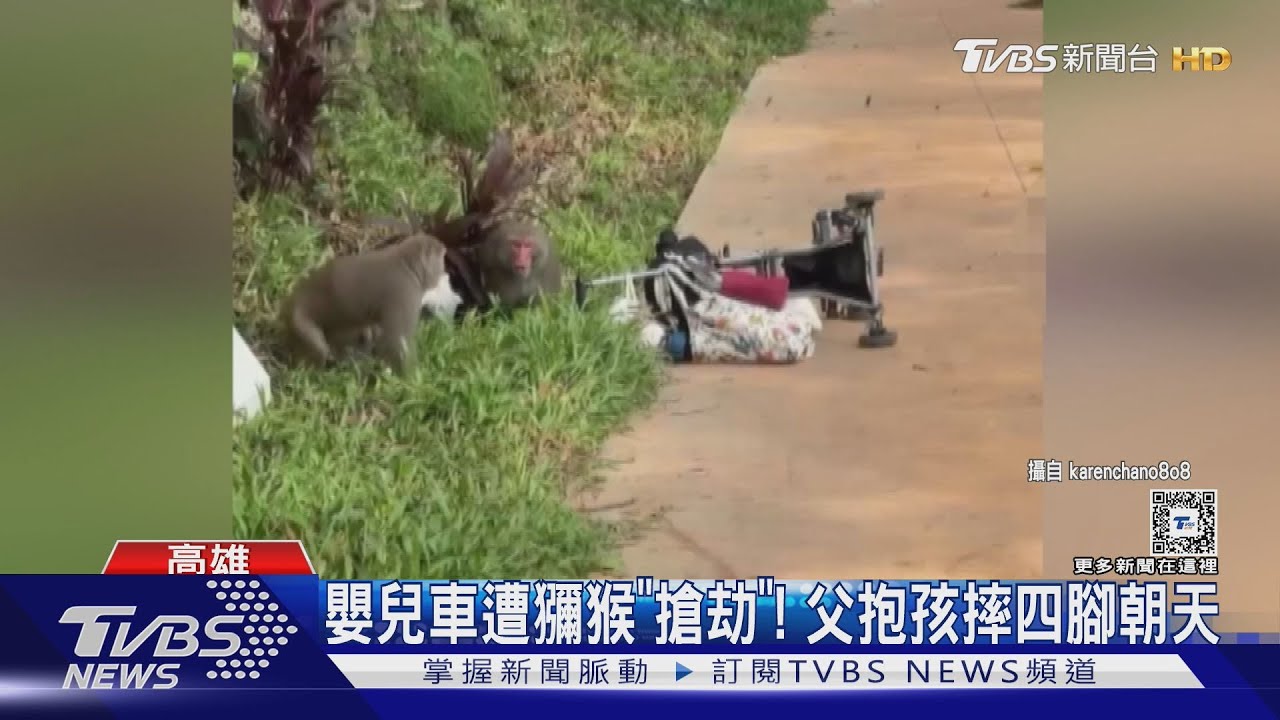 獼猴「超派」搶劫嬰兒車!父抱孩摔四腳朝天