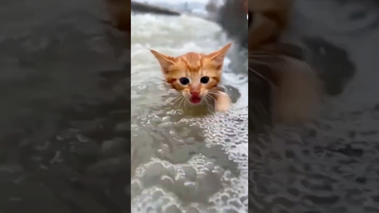 A story about someone who sacrificed themselves to save a kitten being swept away in the river