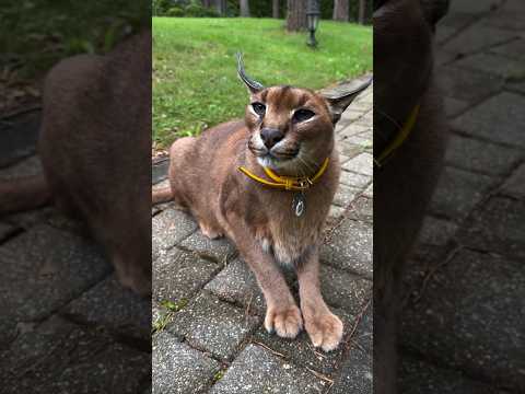 Lux ist wütend oder möchte mit Ihnen sprechen #lux #travel #shortsvideo #youtubeshorts #deutschland